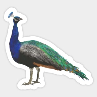 Crayon Peacock Sticker